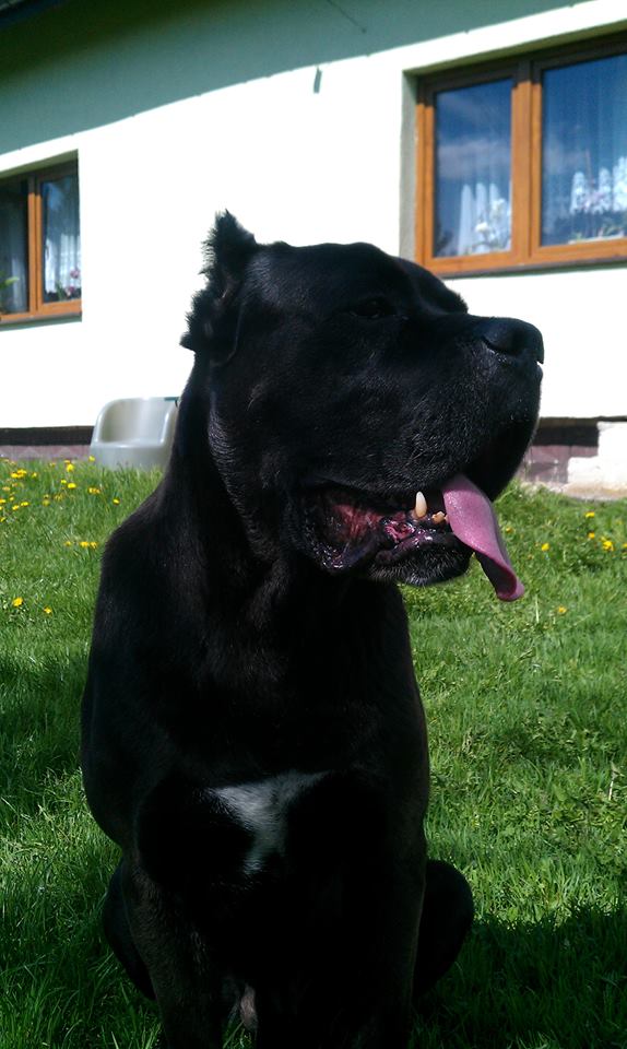 Diakon na łonie nowej rodziny